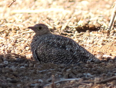 Pterocles bicinctus bicinctus