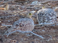 Pterocles bicinctus bicinctus