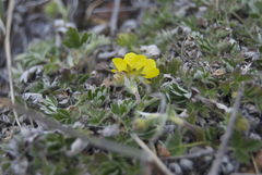 Potentilla subvahliana