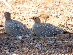 Pterocles bicinctus bicinctus