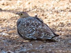 Pterocles bicinctus bicinctus