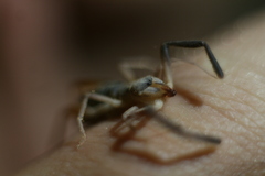 Ammotrechidae
