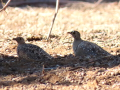 Pterocles bicinctus bicinctus