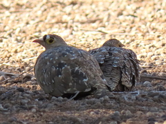 Pterocles bicinctus bicinctus