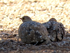 Pterocles bicinctus bicinctus