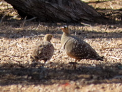 Pterocles bicinctus bicinctus