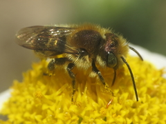 Osmia latreillei