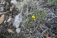 Potentilla subvahliana