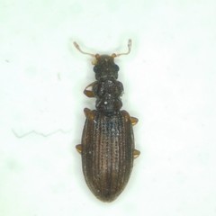 Cartodere constricta