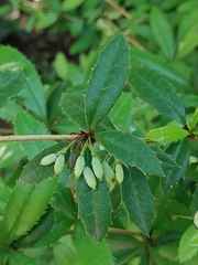 Berberis