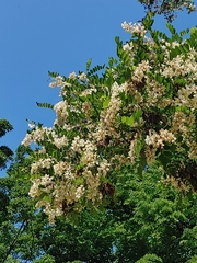 Robinia pseudoacacia