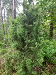 Juniperus communis