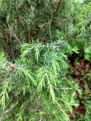 Juniperus communis