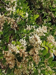 Robinia pseudoacacia
