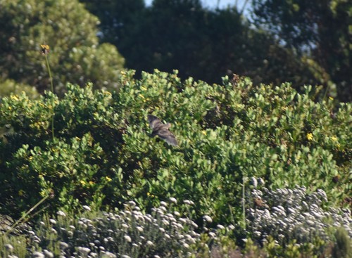 Fynbos Buttonquail (Turnix hottentottus), photo 9