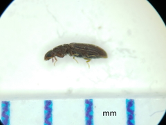 Cartodere constricta