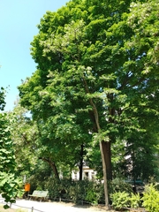 Robinia pseudoacacia