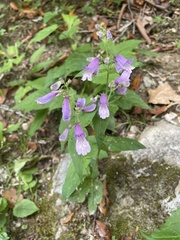 Penstemon smallii