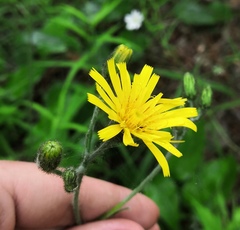 Hieracium sylvularum