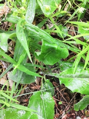 Hieracium sylvularum