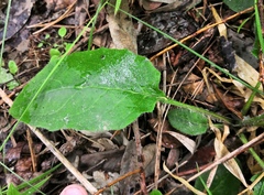 Hieracium sylvularum