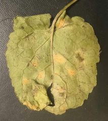 Coleosporium campanulae