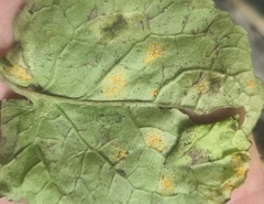 Coleosporium campanulae