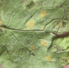 Coleosporium campanulae