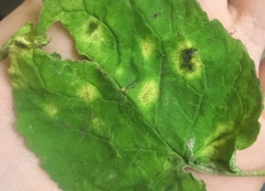 Coleosporium campanulae