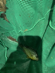 Lepomis gibbosus
