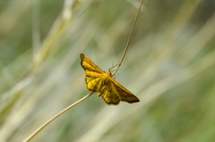 Idaea aureolaria