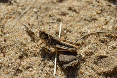 Dociostaurus brevicollis