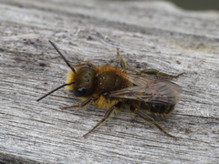 Osmia latreillei