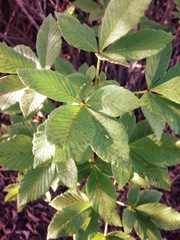 Aesculus parryi