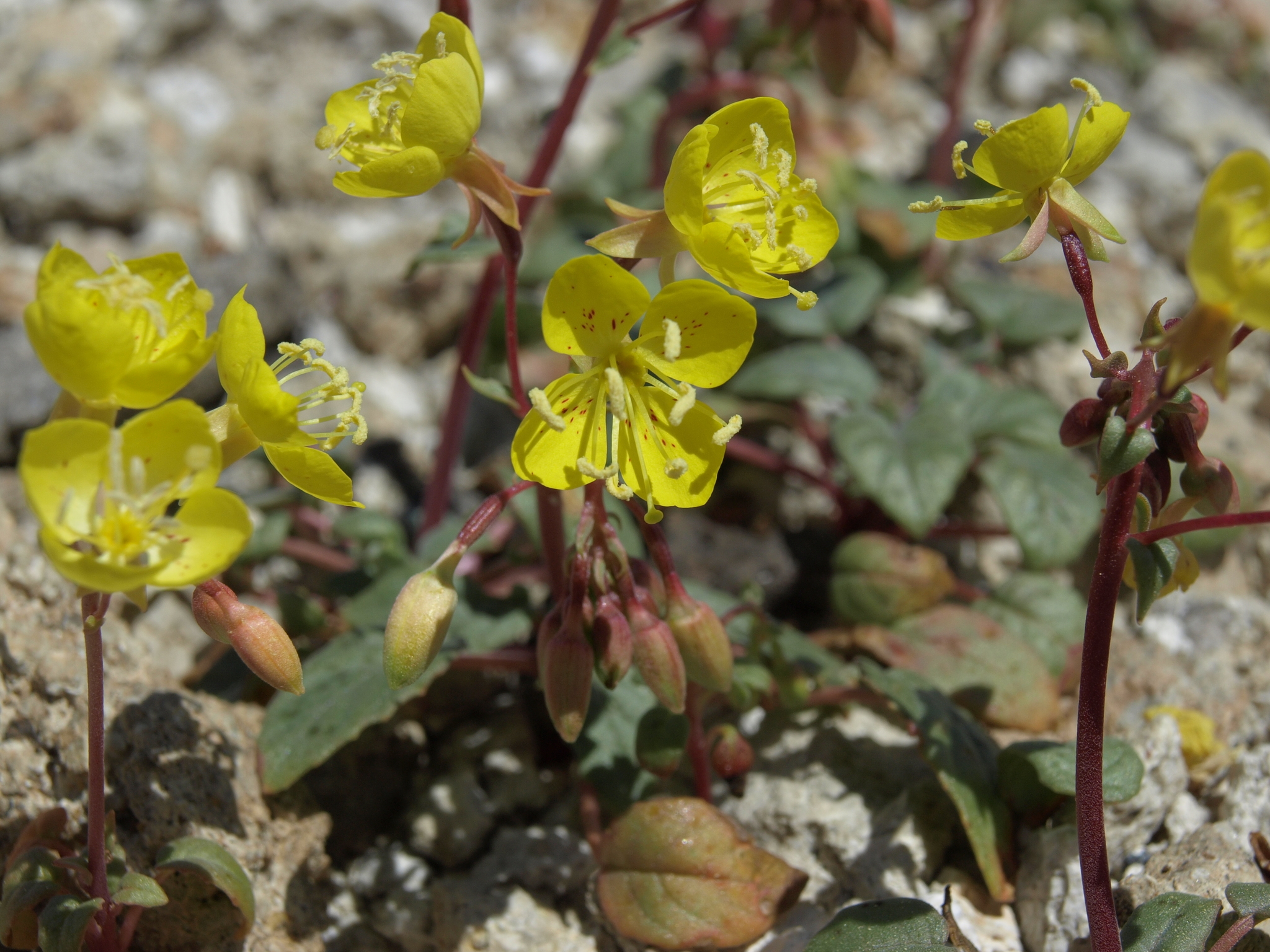 Chylismia claviformis ssp. cruciformis