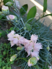 Dianthus plumarius neilreichii