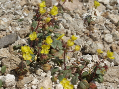 Chylismia claviformis cruciformis
