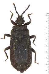 Brachyrhynchus micronesicus