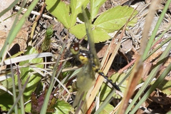 Celithemis martha