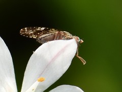Tephritis vespertina