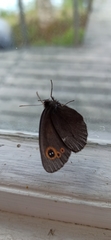 Erebia embla