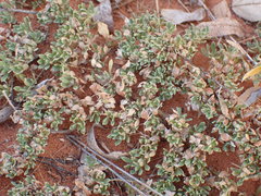 Aptosimum procumbens