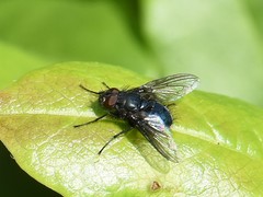 Protocalliphora azurea