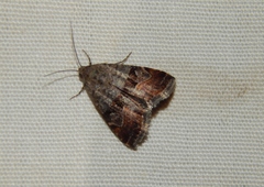 Ozarba megaplaga