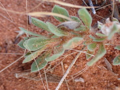 Aptosimum procumbens
