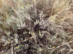 Pentzia calcarea