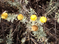 Pentzia calcarea