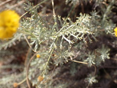 Pentzia calcarea