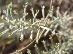 Pentzia calcarea