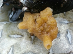 Halichondria panicea